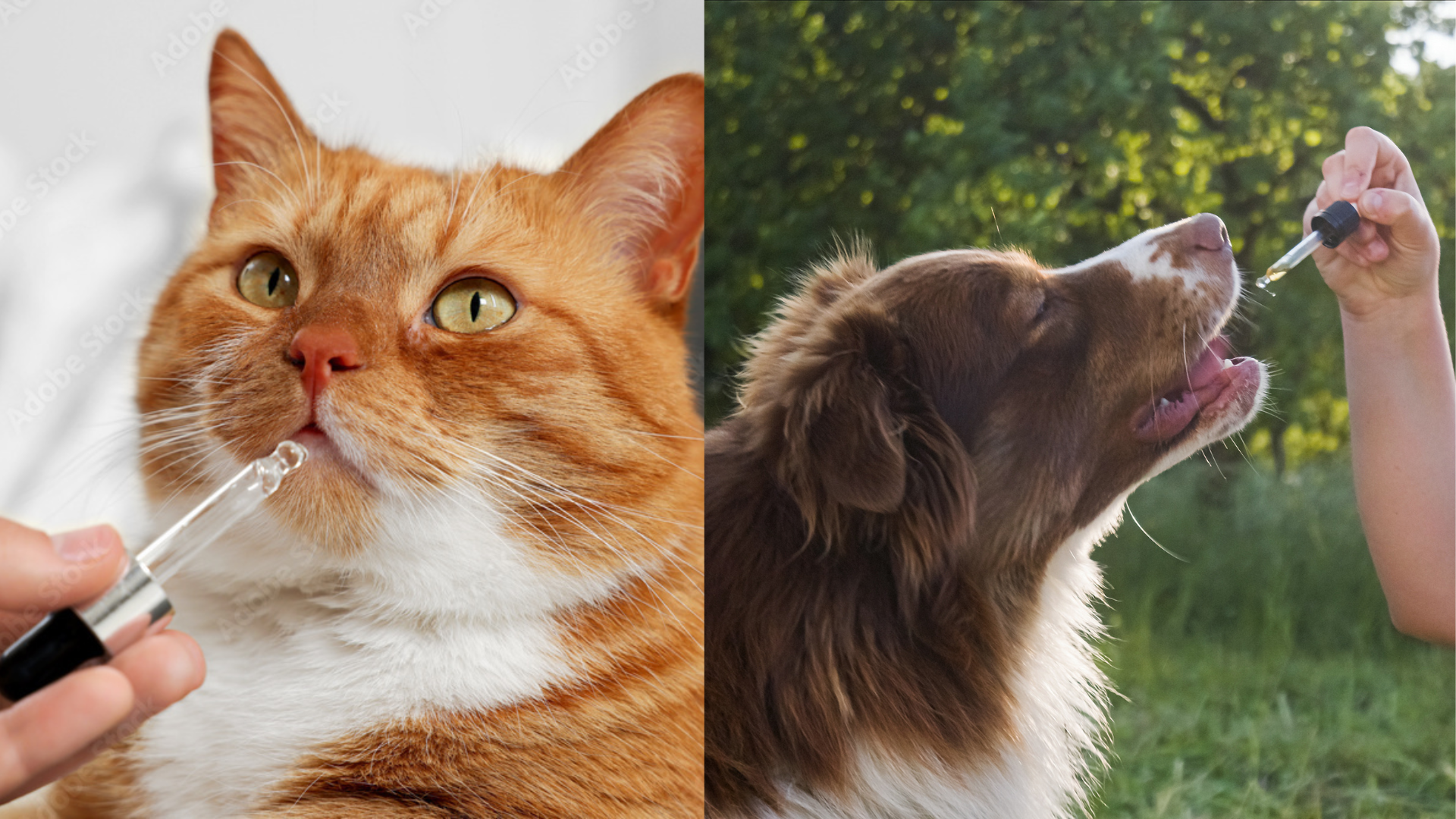 ペット用製品例